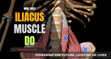 Iliacus Muscle: A Key Player in Hip Flexion