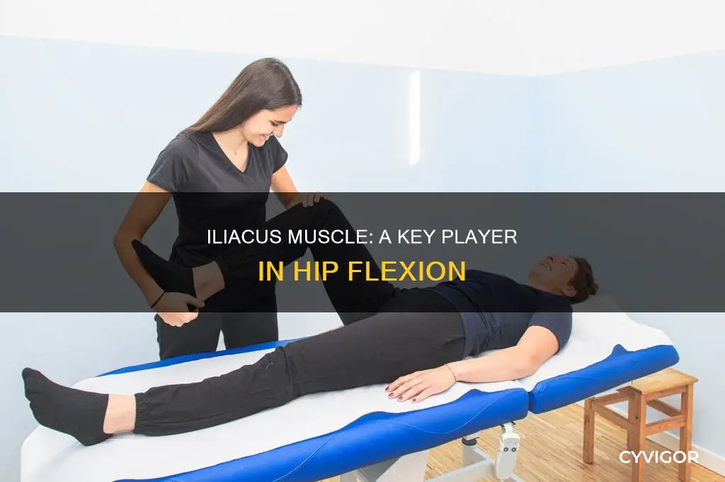 what does iliacus muscle do