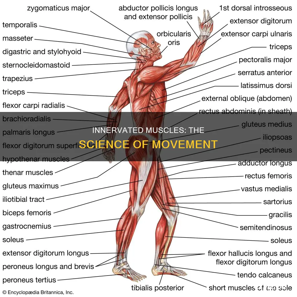 what does innervated muscles mean