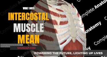 Intercostal Muscles: Definition, Function, and Anatomy Explained
