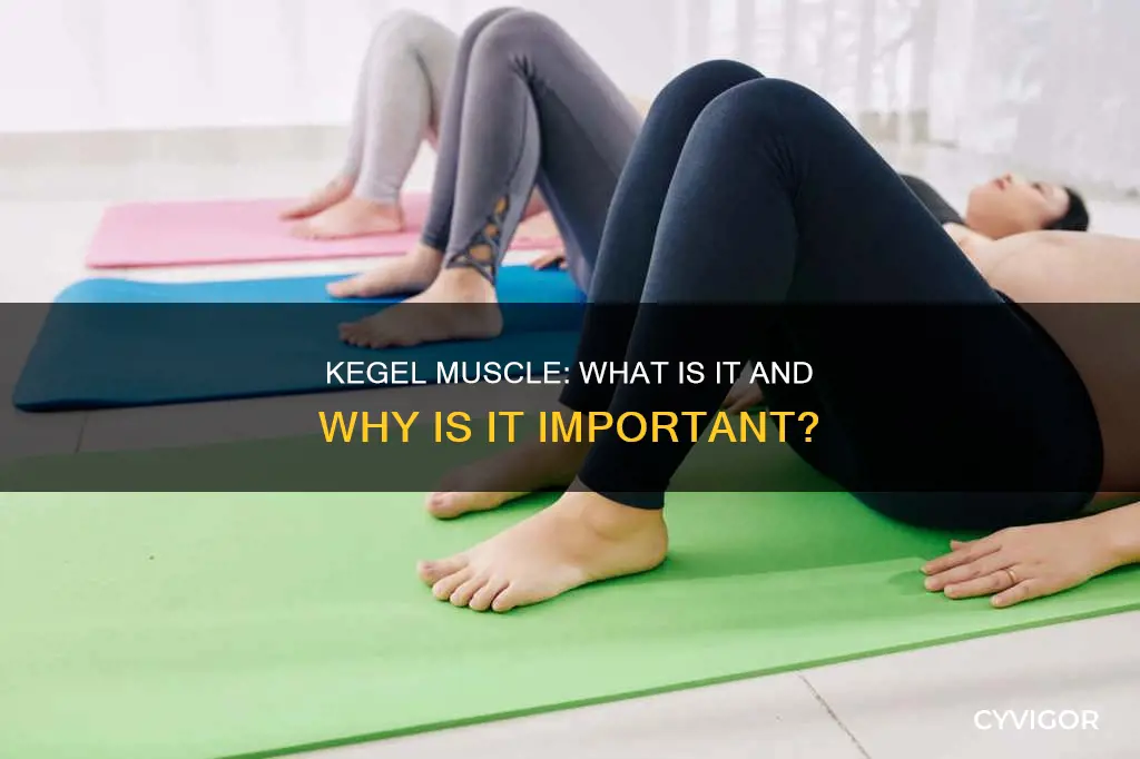 what does kegel muscle mean