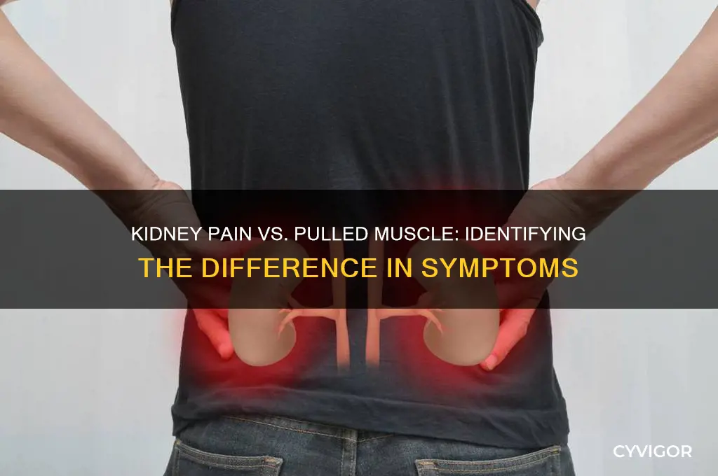 what does kidney pain feel like a pulled muscle