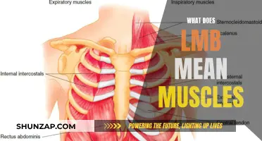 Understanding LMB Muscles and Their Functions
