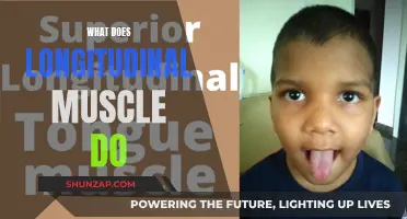 The Function of Longitudinal Muscles: A Guide