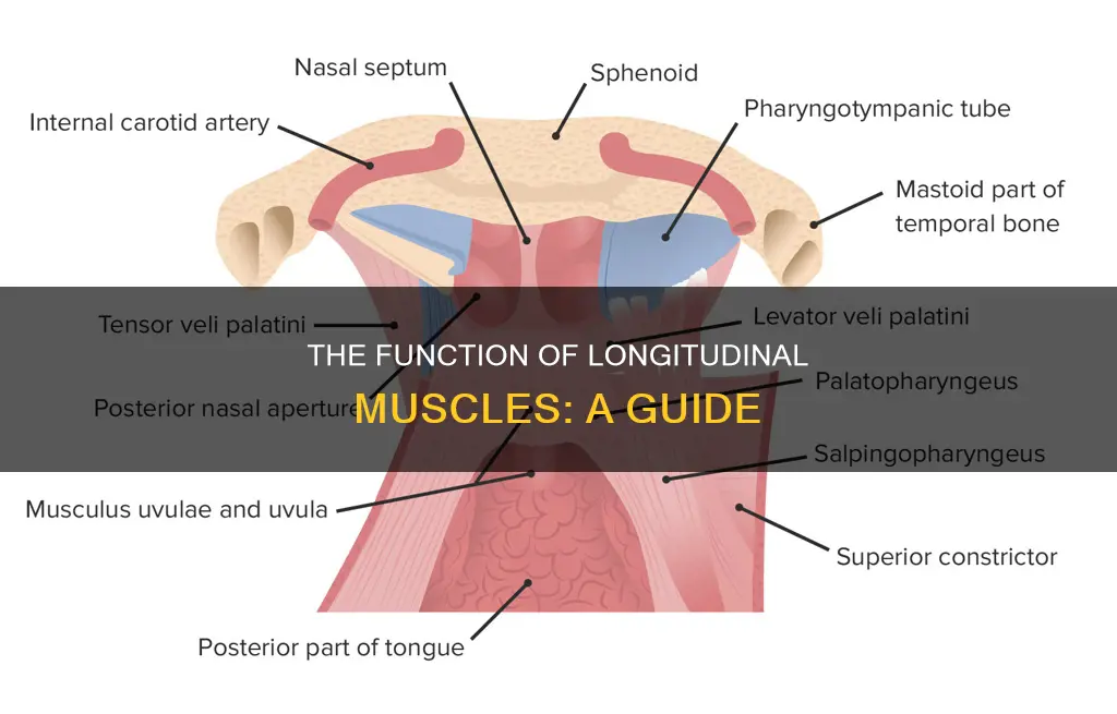 what does longitudinal muscle do