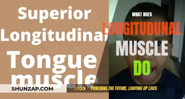 Longitudinal Muscles: Their Role and Function Explained