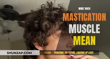 Exploring the Power of Mastication Muscles