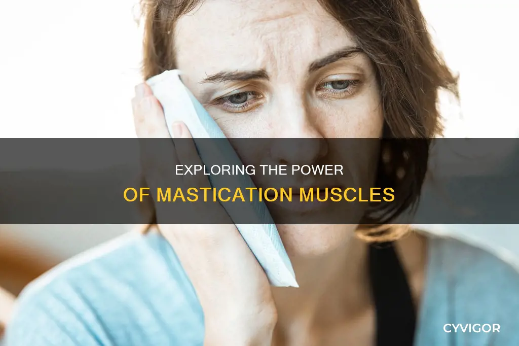 what does mastication muscle mean