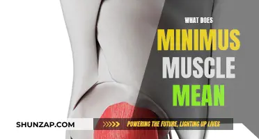The Minimus Muscle: Small but Mighty