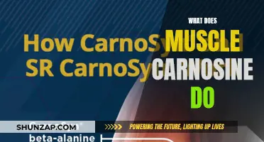 The Power of Muscle Carnosine: Enhancing Performance and Endurance