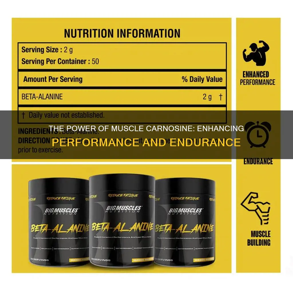 what does muscle carnosine do