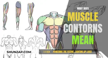 Understanding Muscle Contours: Definition and Benefits
