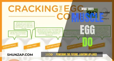 Muscle Egg: What's the Deal?
