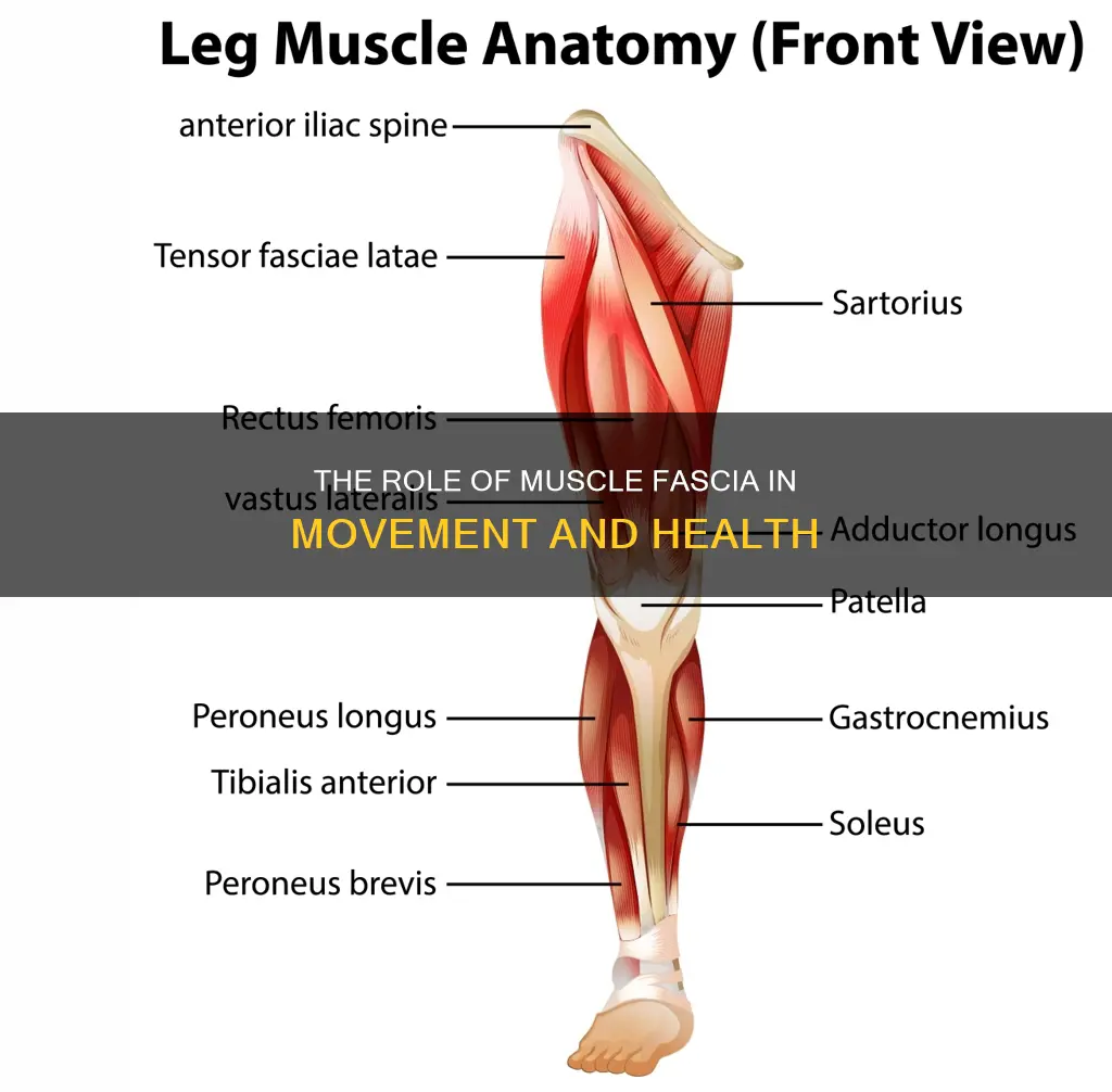 what does muscle fascia do