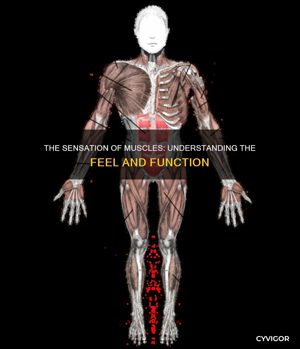 what does muscle feel like