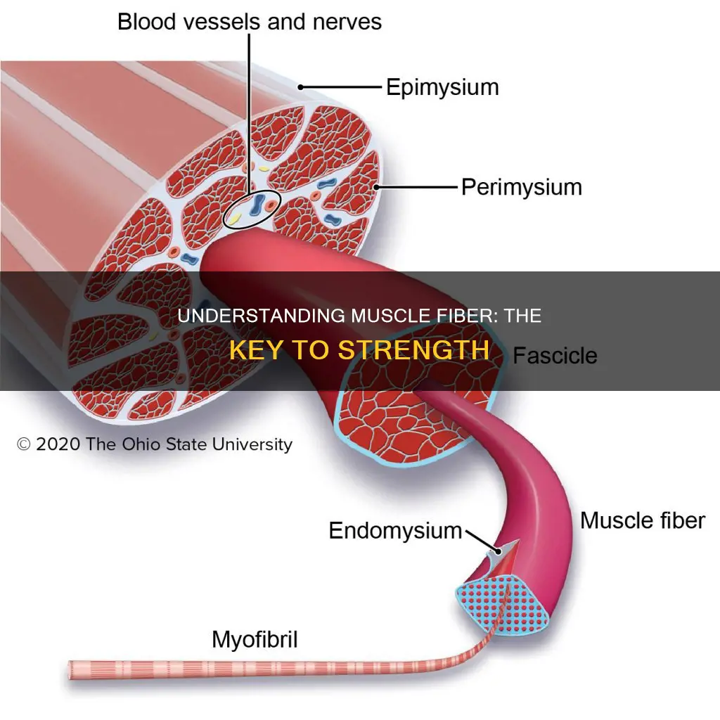 what does muscle fiber mean