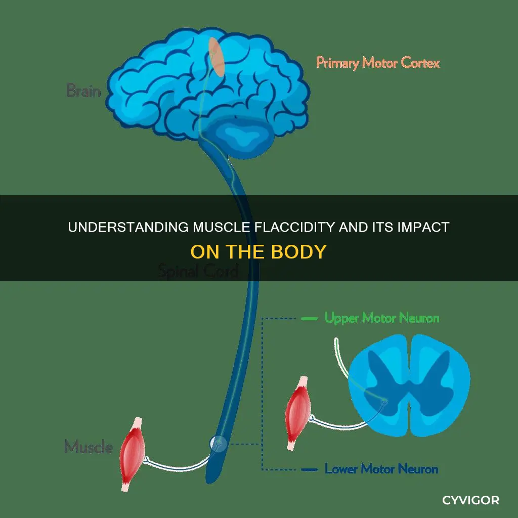 what does muscle flaccidity mean