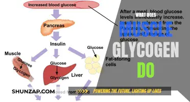 Muscle Glycogen: Fueling Your Body's Performance