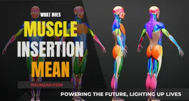 Understanding Muscle Insertion: How Muscles Attach and Function