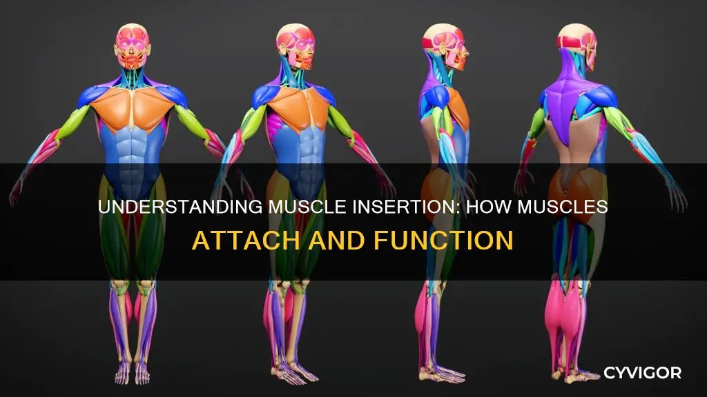 what does muscle insertion mean