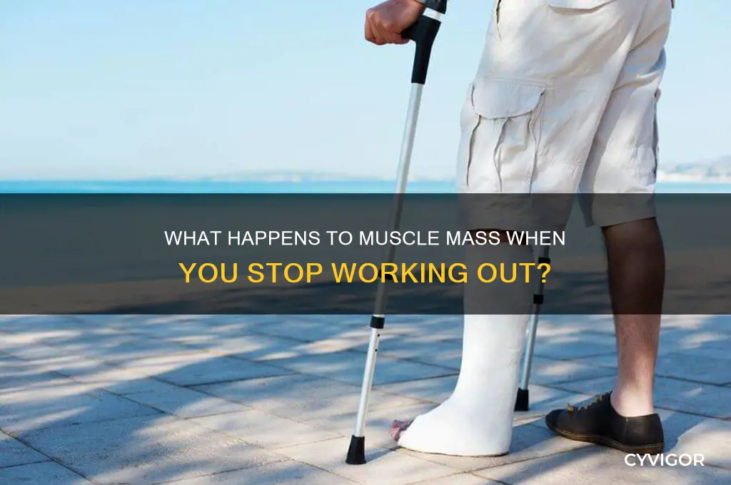 what does muscle mass do if you stop working out