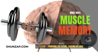 Understanding Muscle Memory: How Does It Work?