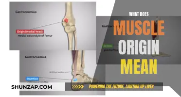Understanding Muscle Origin and Functionality