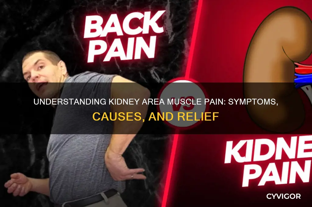 what does muscle pain in the kidney area look like