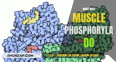 Muscle Phosphorylase: Unlocking Energy for Powerful Muscles