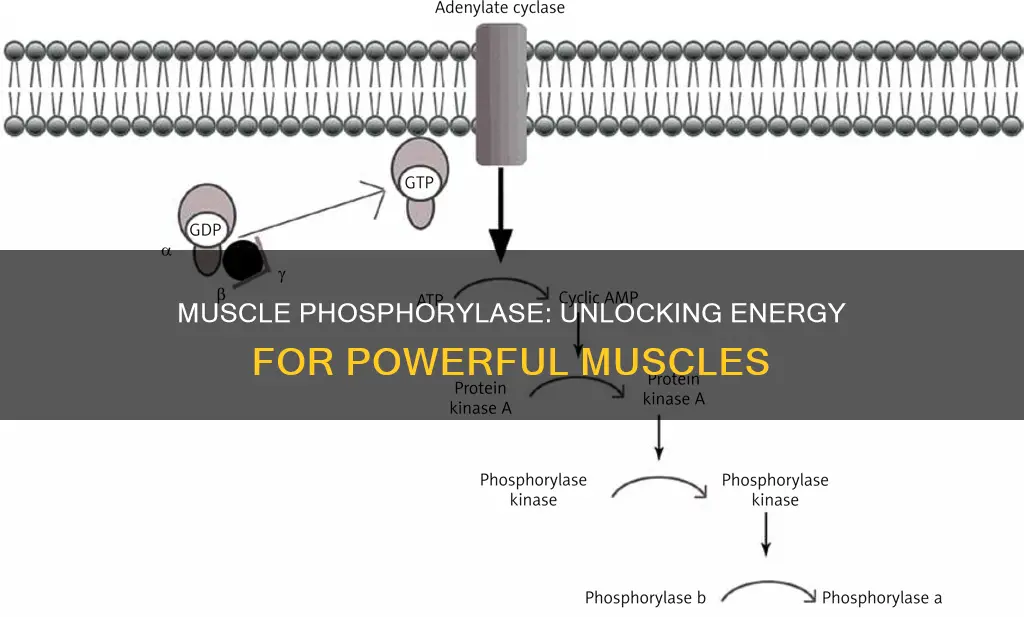 what does muscle phosphorylase do