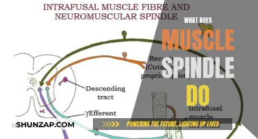 Understanding Muscle Spindles: Their Role and Function