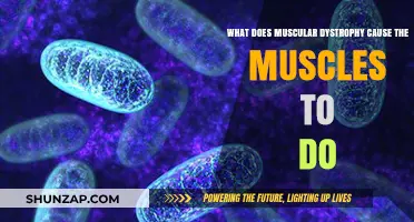 How Muscular Dystrophy Weakens and Damages Muscles Over Time