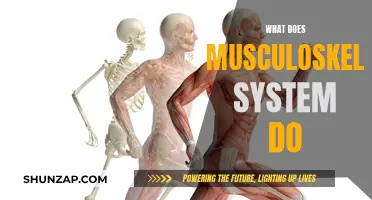 Understanding the Musculoskeletal System's Vital Functions