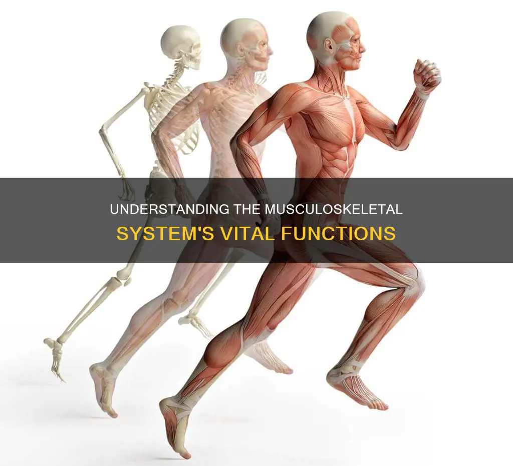 what does musculoskeletal system do