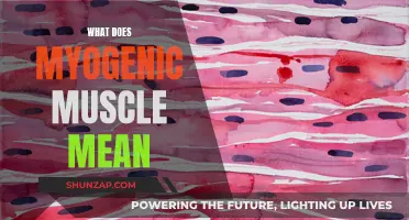 Understanding Myogenic Muscles: What Does it Mean?
