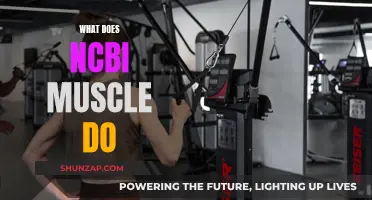 Muscle Mechanics: Understanding NCBI Muscle Function