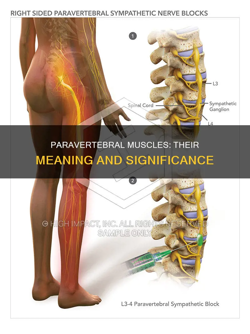 what does paravertebral muscles mean