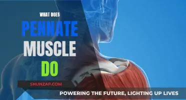Pennate Muscles: Powering Movement and Supporting Bones