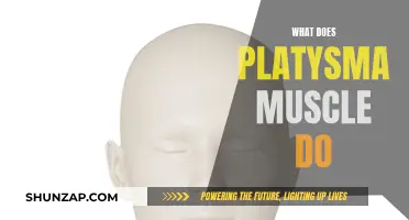 The Platysma Muscle: Its Role and Function Explained