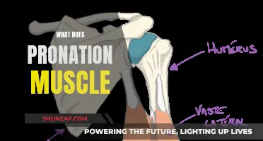 Understanding the Pronation Muscle and Its Function