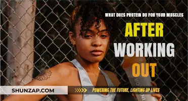 Protein's Role in Muscle Recovery and Growth Post-Workout