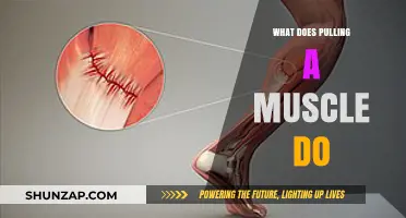 Understanding Muscle Strains: Causes, Symptoms, and Recovery Process Explained