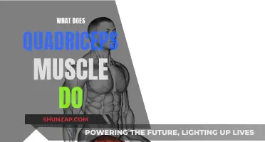 The Quadriceps Muscle: Powering Your Movement