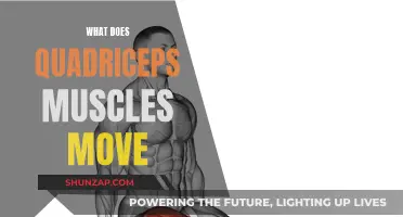 How Quadriceps Muscles Power Your Movement