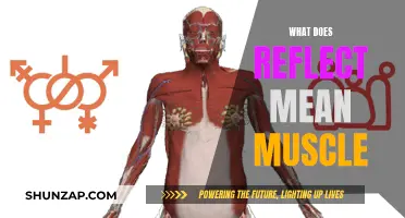 Muscle Reflection: Understanding the Science Behind Muscle Growth