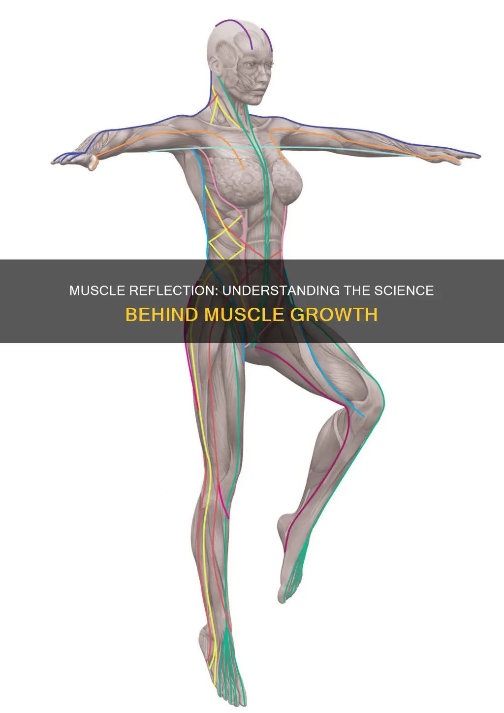 what does reflect mean muscle