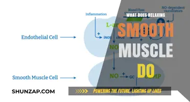 How Relaxing Smooth Muscle Enhances Circulation, Digestion, and Overall Health