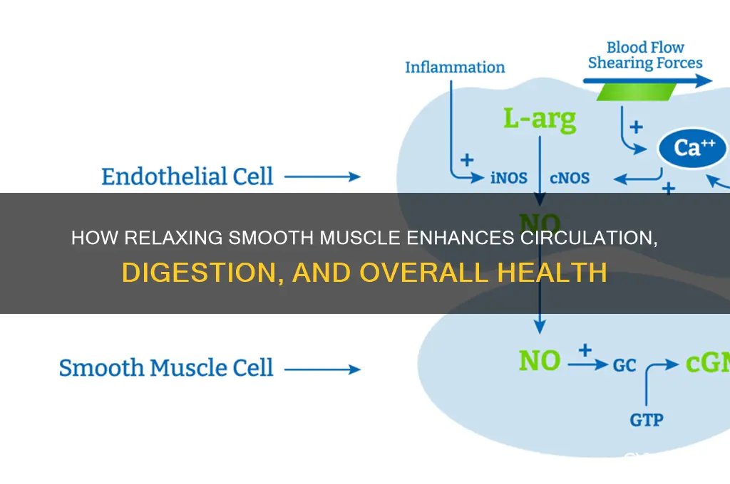 what does relaxing smooth muscle do