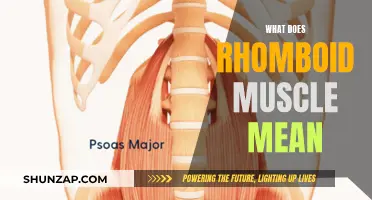 Understanding the Rhomboid Muscle: Function and Anatomy
