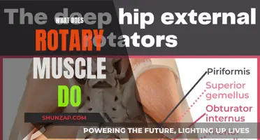 Understanding the Rotary Muscle's Function and Purpose